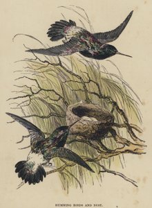 Humming Birds and Nest (värillinen kaiverrus) tekijältä English School