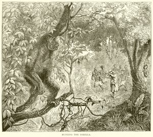 Gorillan metsästys tekijältä English School