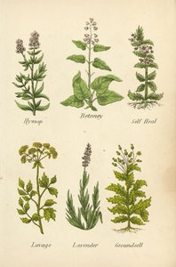 Isosoppi, Betoney, Self Heal, Lovage, Laventeli, Groundsell (värilitro). tekijältä English School
