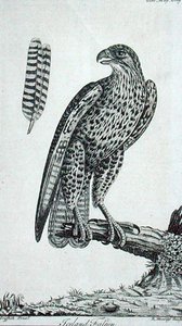 Iceland Falcon (Falcon Rusticolus), 