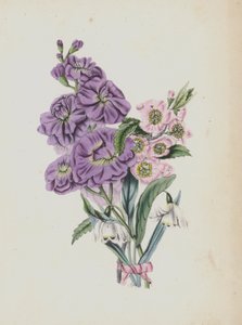 Moss Rose -albumin kuvitus (värilitro) tekijältä English School