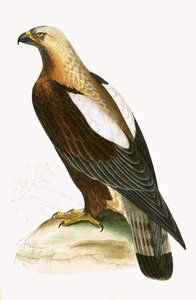 Imperial Eagle, kuvitus Charles Robert Breen (1811-86) teoksesta "A History of the Birds of the Birds of the British Islands" (1811-86), julkaistu 1867 tekijältä English School