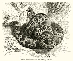 Intian Python murskaa saaliinsa tekijältä English School