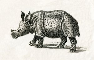 Intian sarvikuono tai yksisarvinen sarvikuono, Rhinoceros unicornis, 1700-luvun printistä (kaiverrus) tekijältä English School