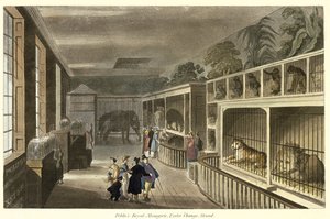 Sisäkuva Politos Royal Menageriesta, Exeter Change, Strand, 1812 (akvatinta) tekijältä English School