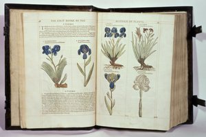 Iris (Flowers de-luce), kuusi lajiketta John Gerardin kirjasta "The First Booke of the Historie of Plants", julkaistu 1597 tekijältä English School