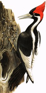 Ivory-billed Woodpecker (guassi paperille) tekijältä English School