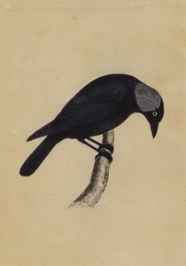 Jackdaw (värijäsenet) tekijältä English School