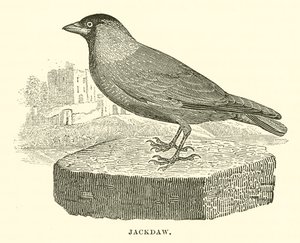 Jackdaw (kaiverrus) tekijältä English School