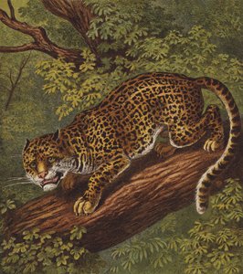 Jaguar (väri litho) tekijältä English School