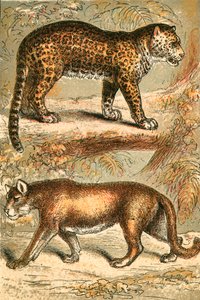 Jaguar ja Puma tekijältä English School