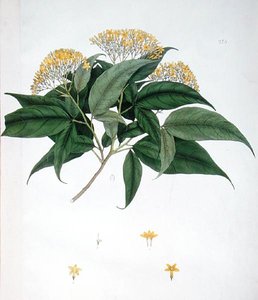Jasminum Heterophyllum (väri litho) tekijältä English School