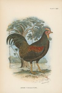 Jaavan Jungle-Fowl tekijältä English School