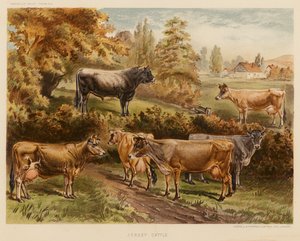 Jersey Cattle (värilitro) tekijältä English School