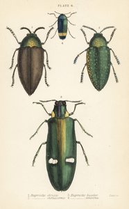 Jalokivikuoriaiset: Buprestis chrysis 1, Buprestis sternicornis 2 tekijältä English School