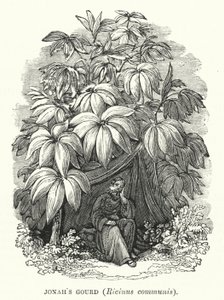 Joonan kurkku, Ricinus communis (kaiverrus) (kaiverrus) tekijältä English School