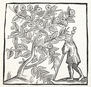 Joseph of Arimathea ja Glastonbury Thorn, kuvitus John Ashtonin kirjasta Chap-books of the Eightenth Century, pub. 1882 tekijältä English School