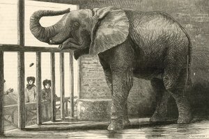 Jumbo, suuri afrikanelefantti eläintarhassa (kaiverrus) (kaiverrus) tekijältä English School