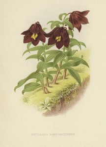 Kamchatka fritillary tai Kamchatka lilja tekijältä English School