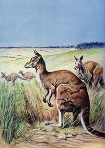 Kengurut, Australia (väri litho) tekijältä English School