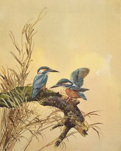 Kingfishers, n. 1890 (wc paperilla) tekijältä English School
