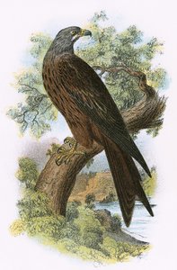 Leija