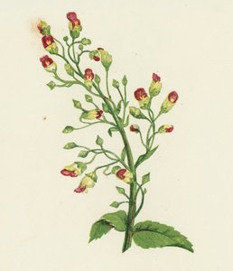 Solmittu viikunapihlaja, Scrophularia Nodosa (värilitho) tekijältä English School