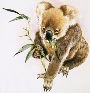 Koala tekijältä English School