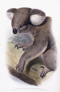 Koala - Phascarctos cinereus, 1845-1863 tekijältä English School