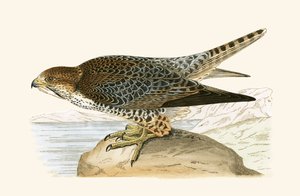 Lanner Falcon, kuvitus Charles Robert Breen (1811-86) teoksesta "Euroopan lintujen historia, joita ei havaittu Brittein saarilla", julkaistu 1867
