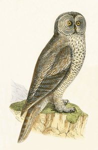 Lapipöllö, kuvitus Charles Robert Breen (1811-86) julkaisusta "A History of the Birds of the Birds of the British Islands", julkaistu 1867 tekijältä English School