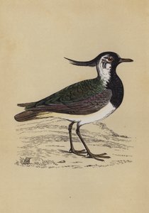 Lapwing (värijäsenet) tekijältä English School