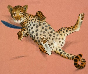 Leopardin pentu tekijältä English School