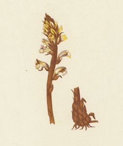 Orobanche Minor (värilitografia) (värilitografia) tekijältä English School