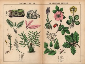 Jäkälä, sieni, levä, sammal, saniainen, ruoho, palmu, orkidea, ruusu, auricula, klematis ja tammi. , julkaisusta "The Instructive Picture Book, or Lessons from the Vegetable World", [Charlotte Mary Yonge], Edinburgh tekijältä English School