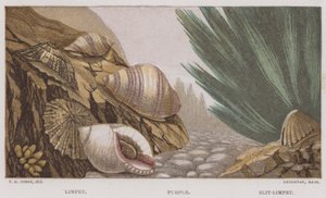 Limpet, Violetti, Slit-Limpet (väri litho) tekijältä English School