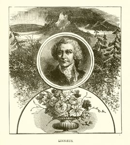 Linnaeus tekijältä English School