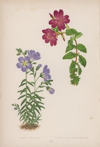 Linum Alpinum; Epilobium Obcordatum (värilitho) tekijältä English School