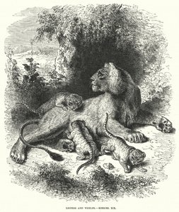 Lioness and Whelps, Ezekiel XIX (kaiverrus) tekijältä English School