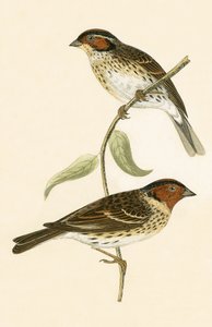 Little Bunting, kuvitus Charles Robert Breen (1811-86) teoksesta "A History of the Birds of the Birds of the British Islands", julkaistu 1867 tekijältä English School