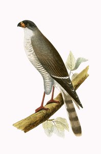 Pikkupunahaukka, kuvitus Charles Robert Breen (1811-86) teoksesta "A History of the Birds of Europe Not Observed in the British Isles", julkaistu 1867.