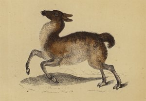 Lama (värilitra) tekijältä English School