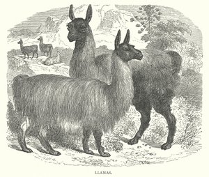 Liekit (kaiverrus) tekijältä English School