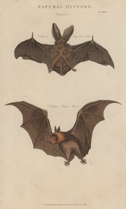 Pitkäkorvainen lepakko ja vampyyrilepakko (värillinen kaiverrus) tekijältä English School