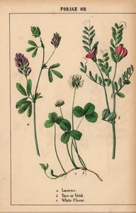 Luzerni, taara tai virna ja valkoinen apila  , julkaisusta "The Instructive Picturebook, or Lessons from the Vegetable World", [Charlotte Mary Yonge], Edinburgh tekijältä English School