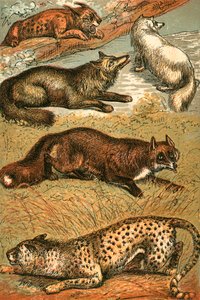 Lynx, Cross Fox, Arctic Fox, Common Fox ja Cheetah tekijältä English School