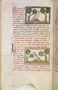 MS 379 f.22v Tekstisivu, jossa on valkoinen haukka ja yökkönen, Bestiarysta (vellum). tekijältä English School