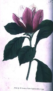 Magnolia (Magnolia purpurea), plate 390 mula sa William Curtis 