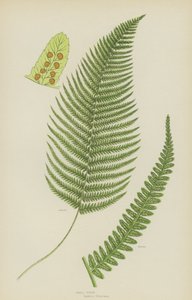 Koiras saniainen (väri litho) tekijältä English School