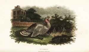 Uroskalkkuna, Meleagris gallopavo, suojelee bantam-kanaa saalistushaukalta tekijältä English School